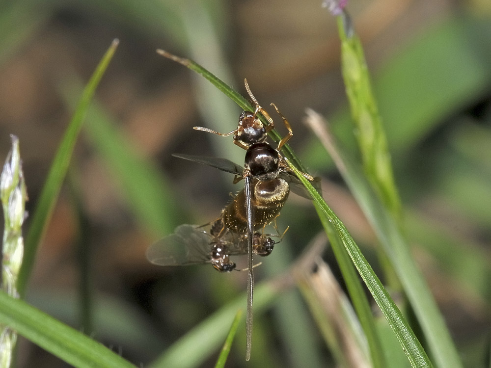 Lasius sp. Copula e dismissione dell''abito nuziale